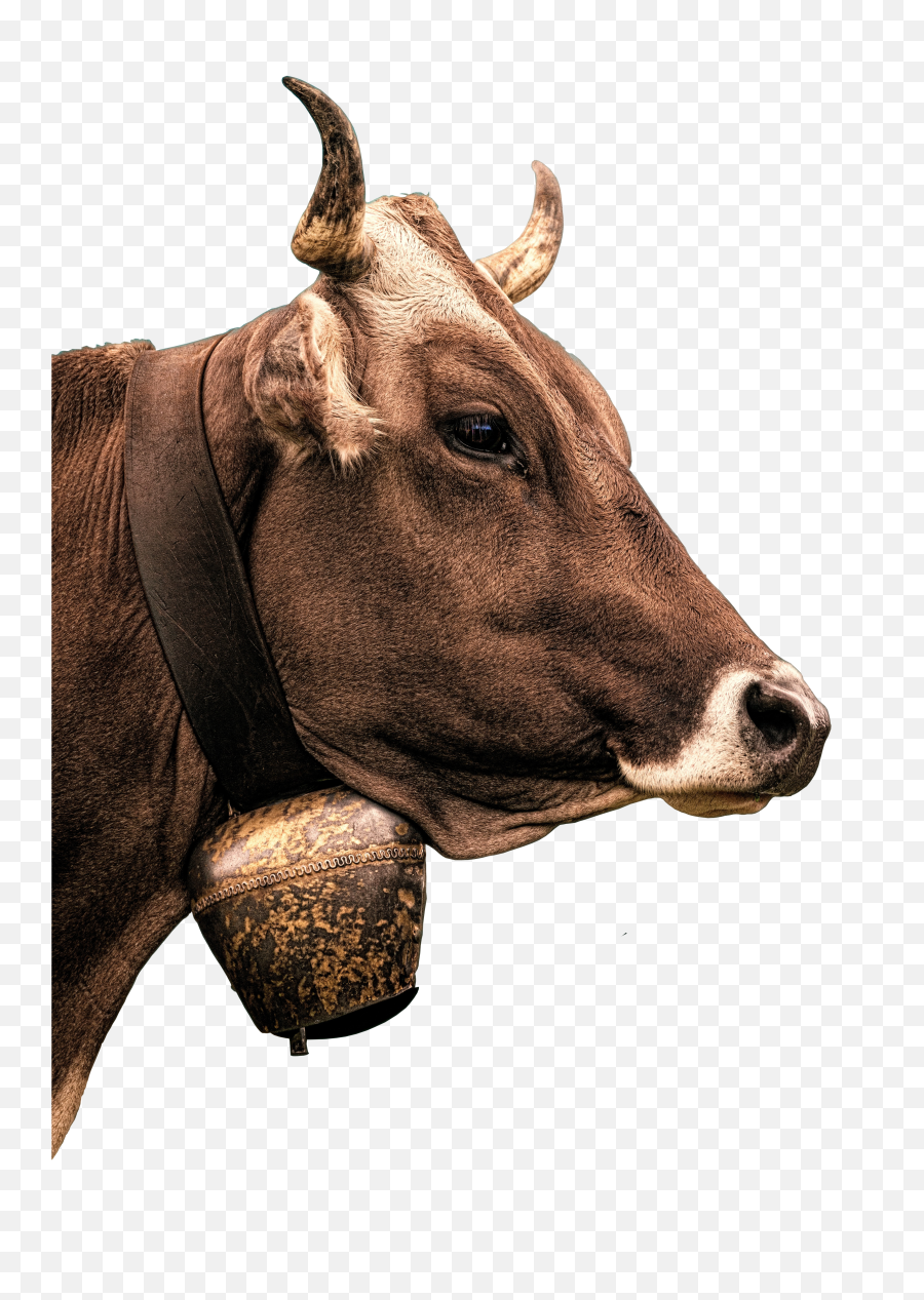 Cow Transparent Png Image Free Clipart Vectors Psd - Boeuf Png,Cattle Png