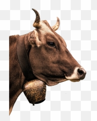 Cow Transparent Png Image Free Clipart Vectors Psd - Boeuf Png,Cattle Png