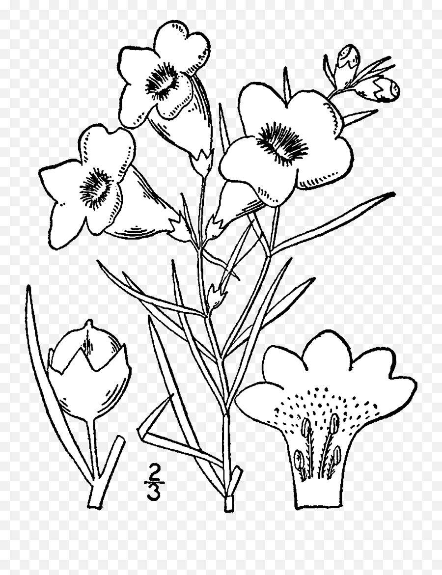 Fileagalinis Purpurea Drawingpng - Wikimedia Commons Png Drawing,Line Drawing Png