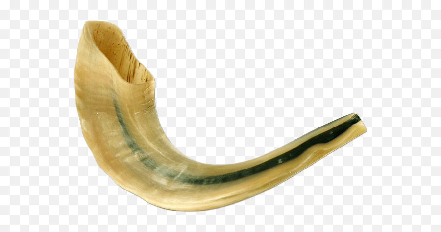 Download Polished Large Ram Horn Shofar - Shofar Png,Shofar Png