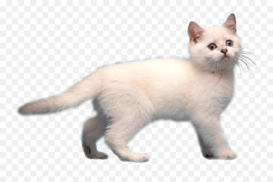 Download Image Frostkitirl Animal Jam - Transparent Background White Cat Png,Cat With Transparent Background