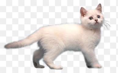 Download Image Frostkitirl Animal Jam - Transparent Background White Cat Png