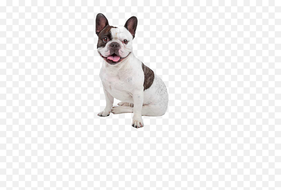 French Bulldog Dog Breed Ukpets Png British Icon Bulldogs