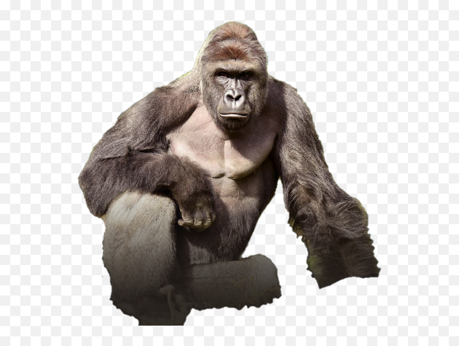Picture - Harambe Png,Harambe Transparent