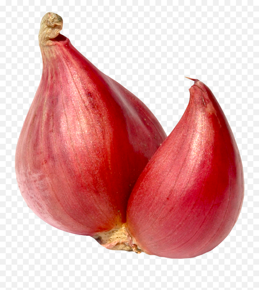 Download Shallot Onion Png Image For Free - Shallot Png,Onion Png