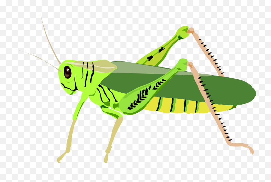 Transparent Png Image - Grasshopper Clip Art,Grasshopper Png