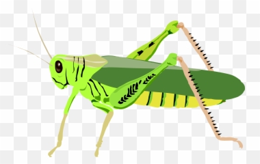 Transparent Png Image - Grasshopper Clip Art,Grasshopper Png
