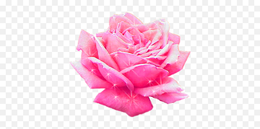 Transparent Pink Rose Gif - Rosa Damascena Png,Rose Transparent