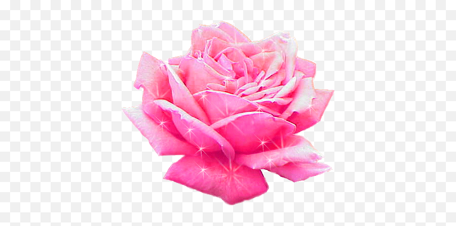 Transparent Pink Rose Gif Rosa Damascena Png Rose Transparent Free Transparent Png Images Pngaaa Com