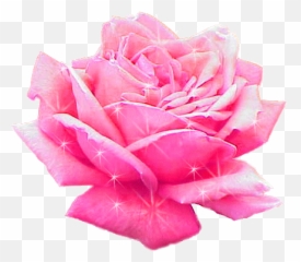 Transparent Pink Rose Gif - Rosa Damascena Png