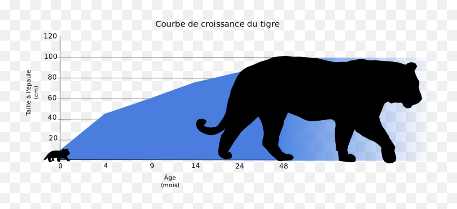 Filecroissance Du Tigresvg - Wikimedia Commons Taille D Un Tigre Png,Tigre Png