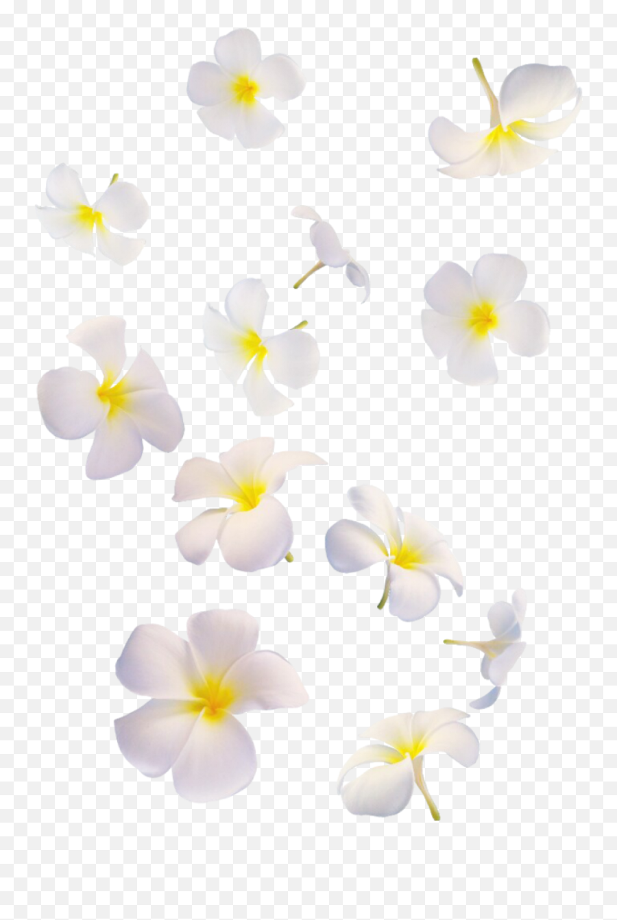 Falling White Flowers Png - Flowers White Falling Png,White Flowers Png
