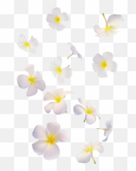 Falling White Flowers Png - Flowers White Falling Png,White Flowers Png