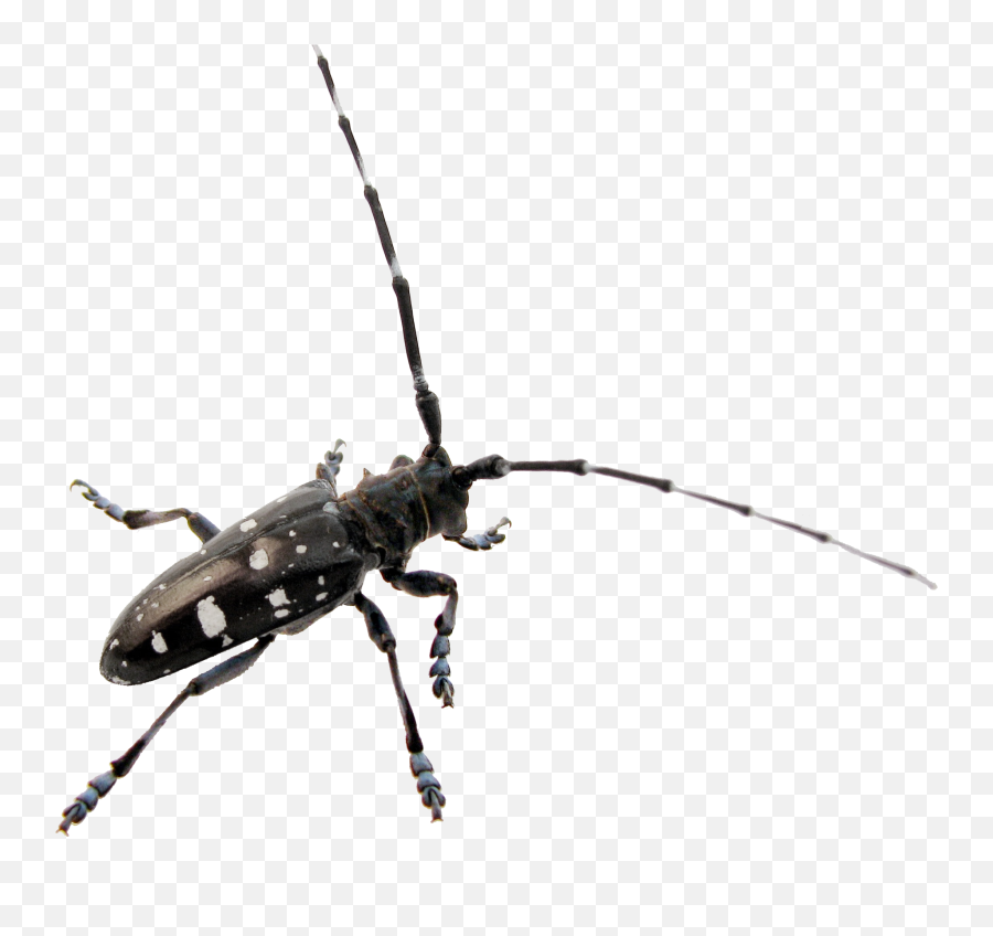 Massachusetts Alb Media And Outreach Tools - Long Horned Beetle Png,Beetle Png