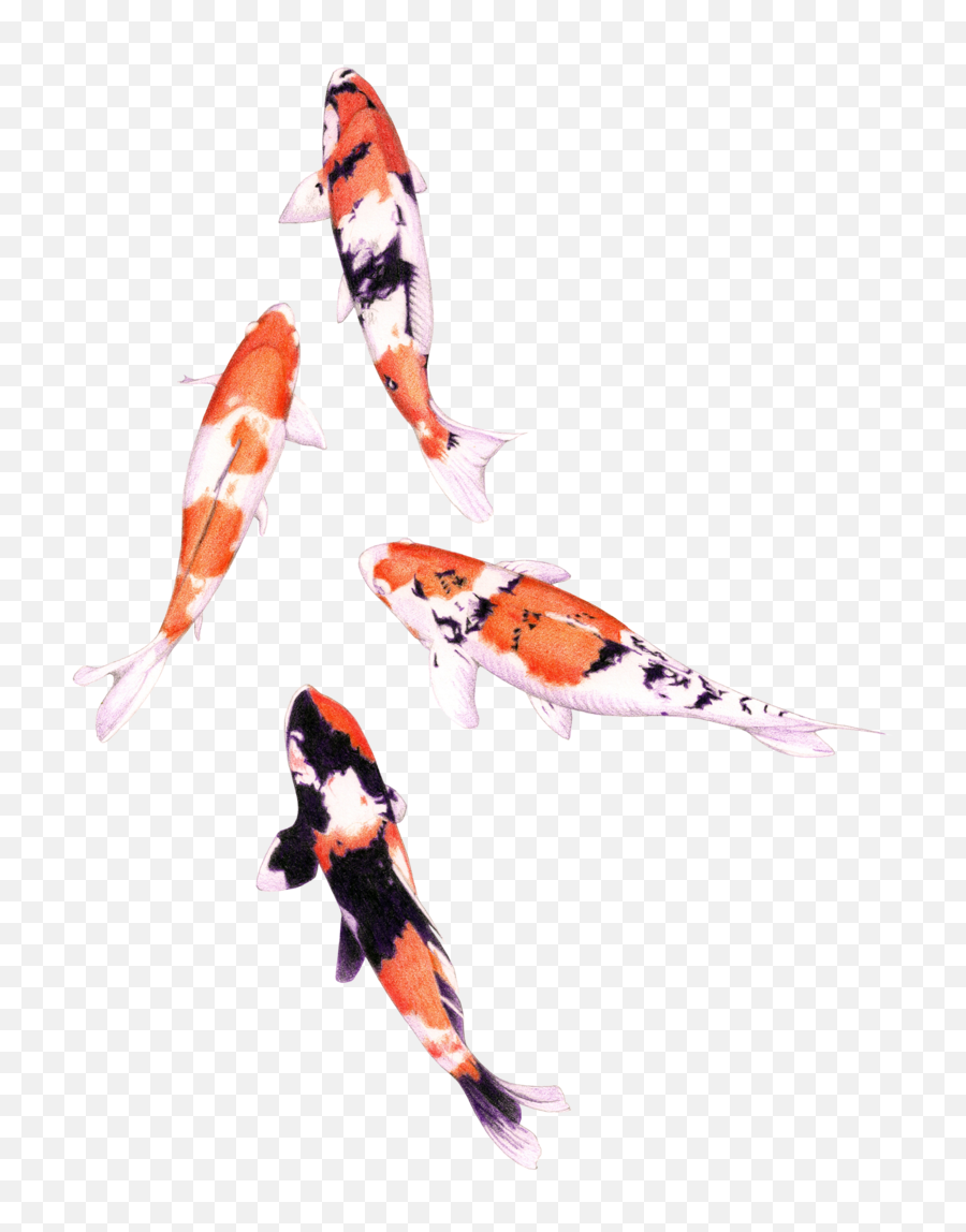 Fish Silhouette - Koi Fish Color Pencil Transparent Png Koi Fish Drawing Color Pencil,Fish Silhouette Png
