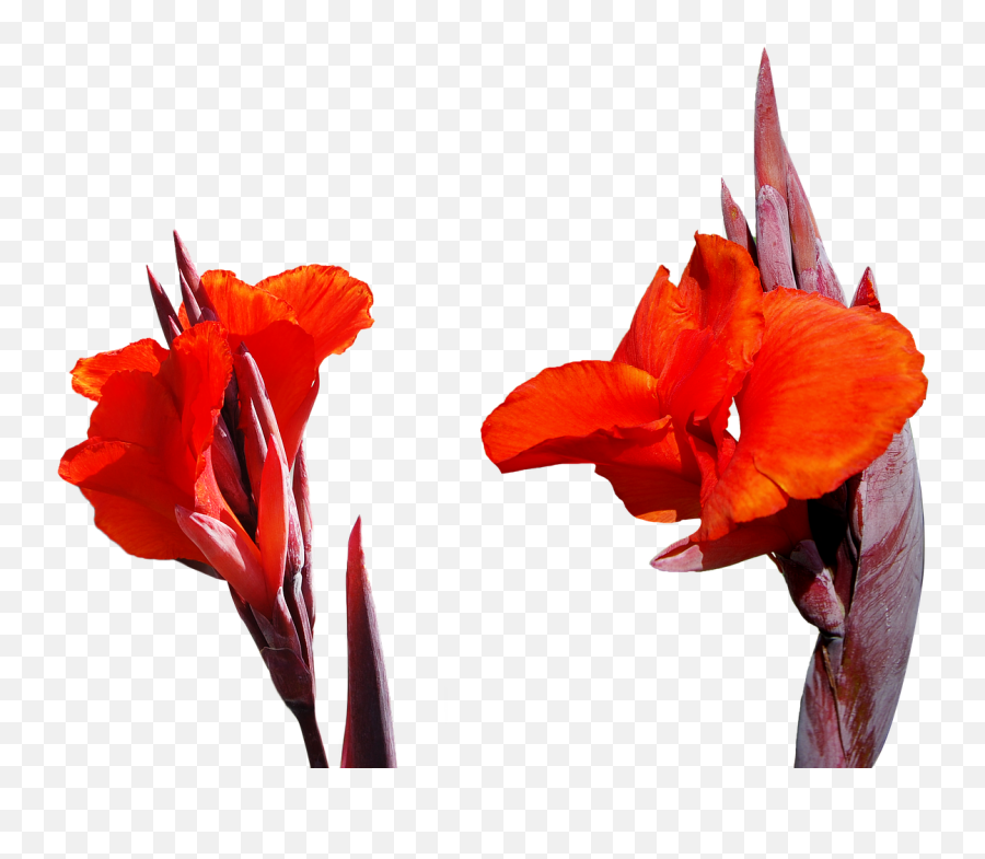 Lily Flower Png Floral Natural - Flor Natural Png,Lily Transparent Background