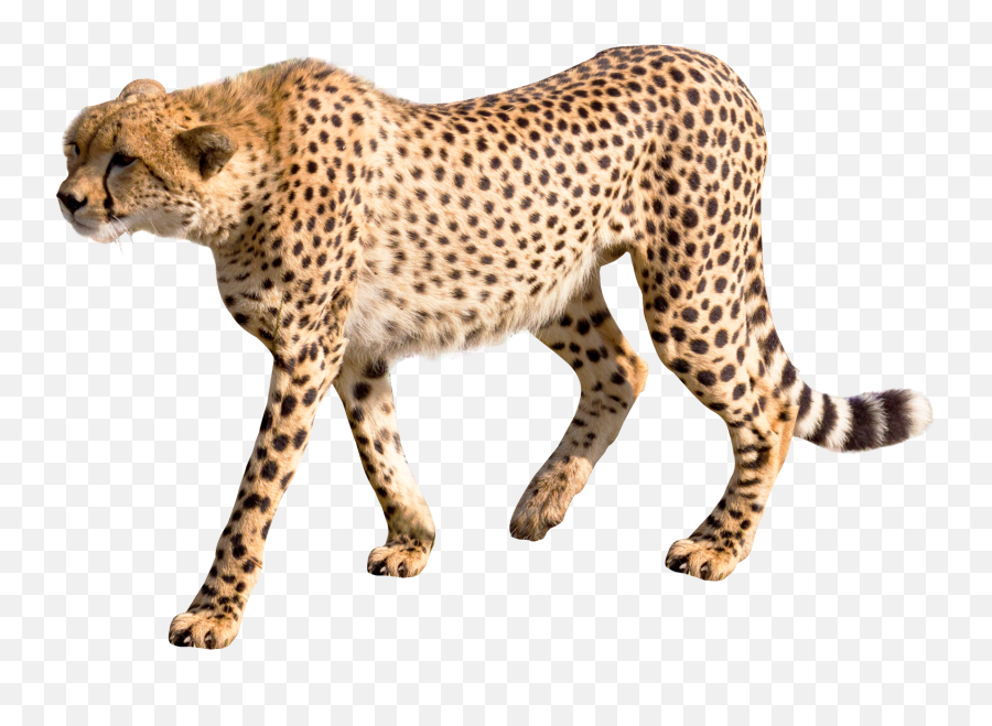 Download Cheetah Png Image For Free - Transparent Picture Of A Cheetah,Cheetah Png