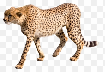 Download Cheetah Png Image For Free - Transparent Picture Of A Cheetah,Cheetah Png