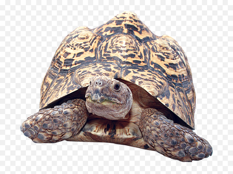 Download Clipart Turtle Gopher Tortoise - Leopard Tortoise Png,Tortoise Png