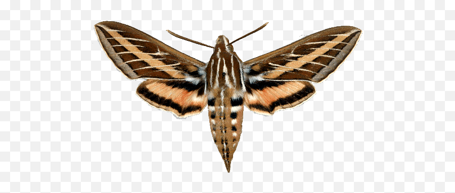 Png Free Stock Moth Transparent Sphinx - Do Tomato Hornworms Turn Into,Moth Png