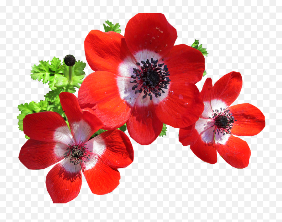 Anemone Red Cut Out - Anemone Flower Red Png,Anemone Png