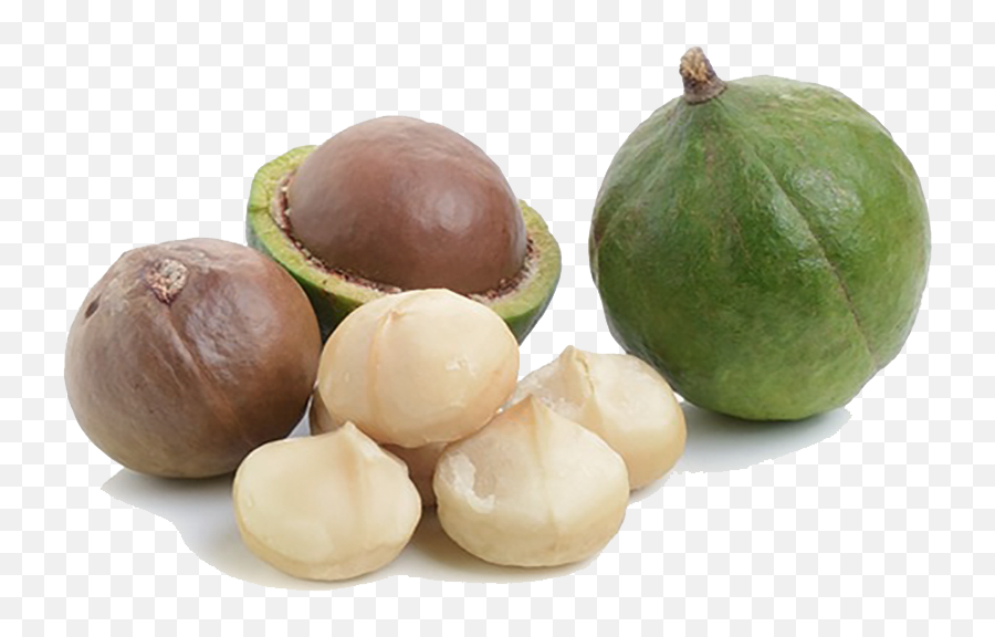 Macadamia Nuts Free Png Image Arts - Macadamia Nuts Png,Nuts Png