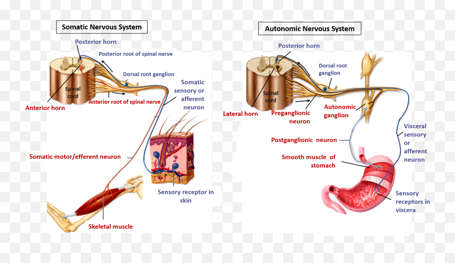 Nervous System - Functions And Subdivisions Anatomy Qa Autonomic Skeletal Muscle Innervation Png,Nervous System Png