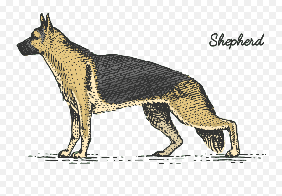 What Were German Shepherds Bred For Dog Breeds List - Breheimsenteret Png,German Shepherd Png