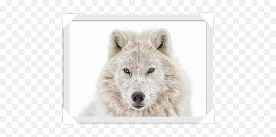 1028 White Wolf Head - Winter Wolves In Snow Png,Wolf Head Png