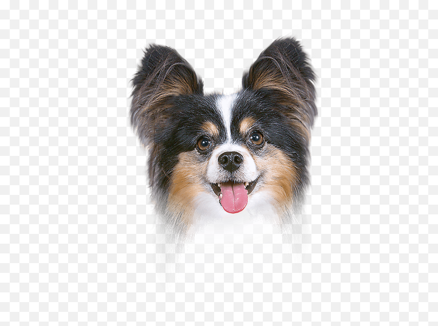Papillon Dog Ear Canal Breed Face - Papillon Dog Ear Png,Dog Ears Png