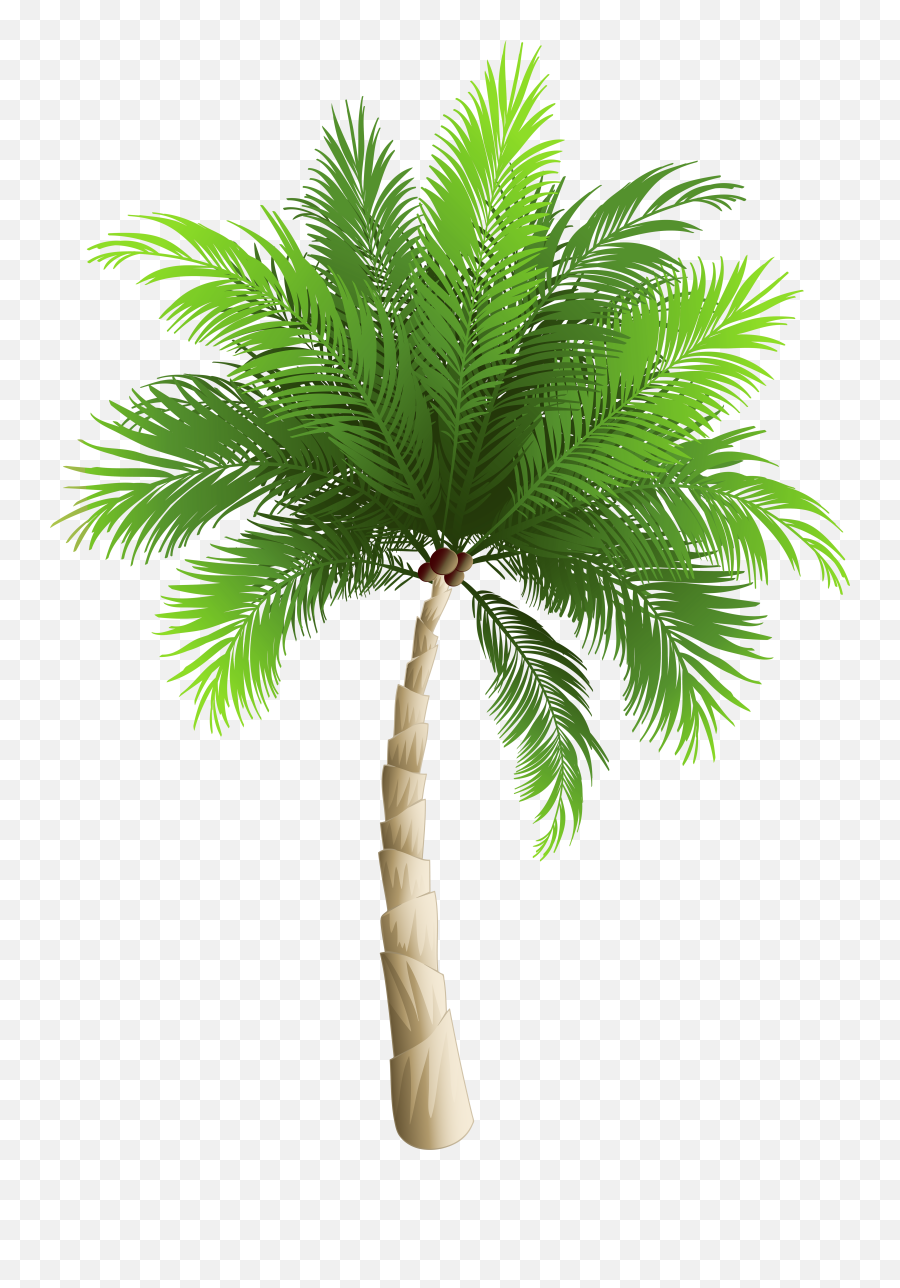 Palm Clipart Watercolor Transparent Free Png Tree