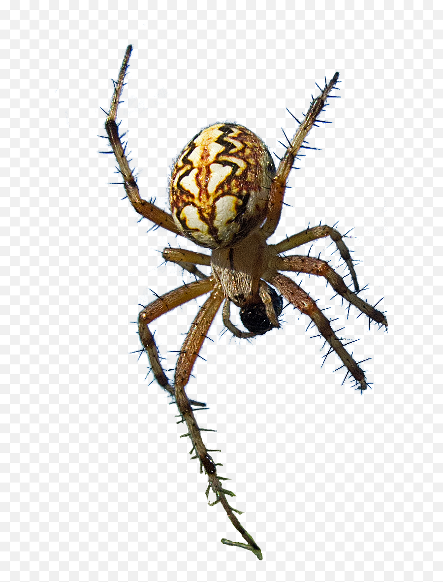 Spider Cutout - Yellow Garden Spider Png,Transparent Spiders