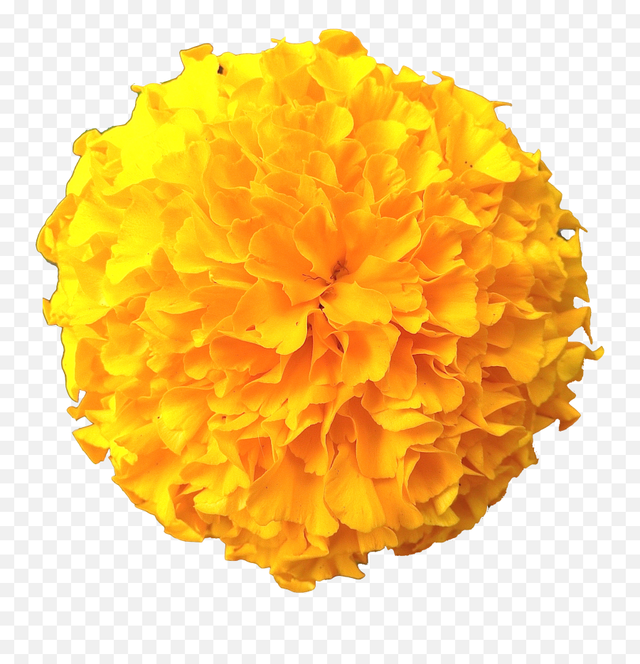 Marigold Flowers - Background Marigold Flower Transparent Png,Marigold Transparent