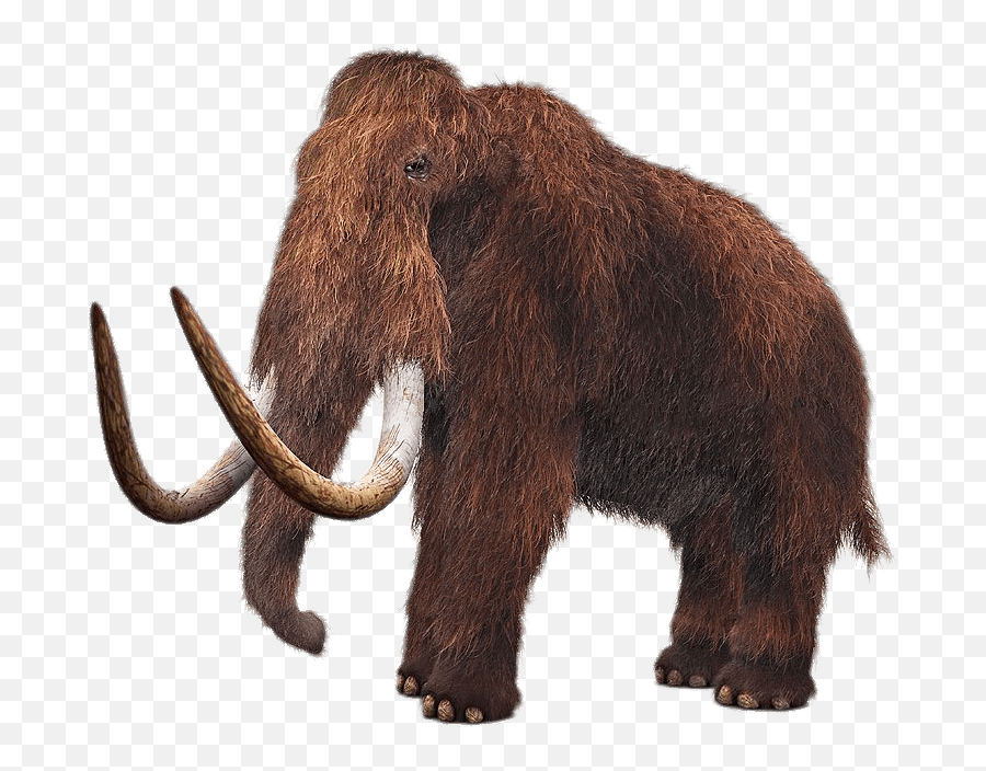 Wooly Mammoth Transparent Png - Mammoth Elephant,Tusk Png