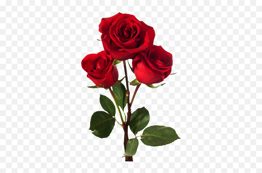 El Blog De Ángel Luis Del Barco Ideas Libres Filosofía - Dark Red Roses Png,Red Roses Png