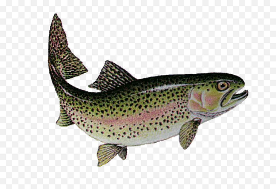 Fly Fishing Png Hd Transparent Hdpng Images - Transparent Rainbow Trout Png,Fishing Png
