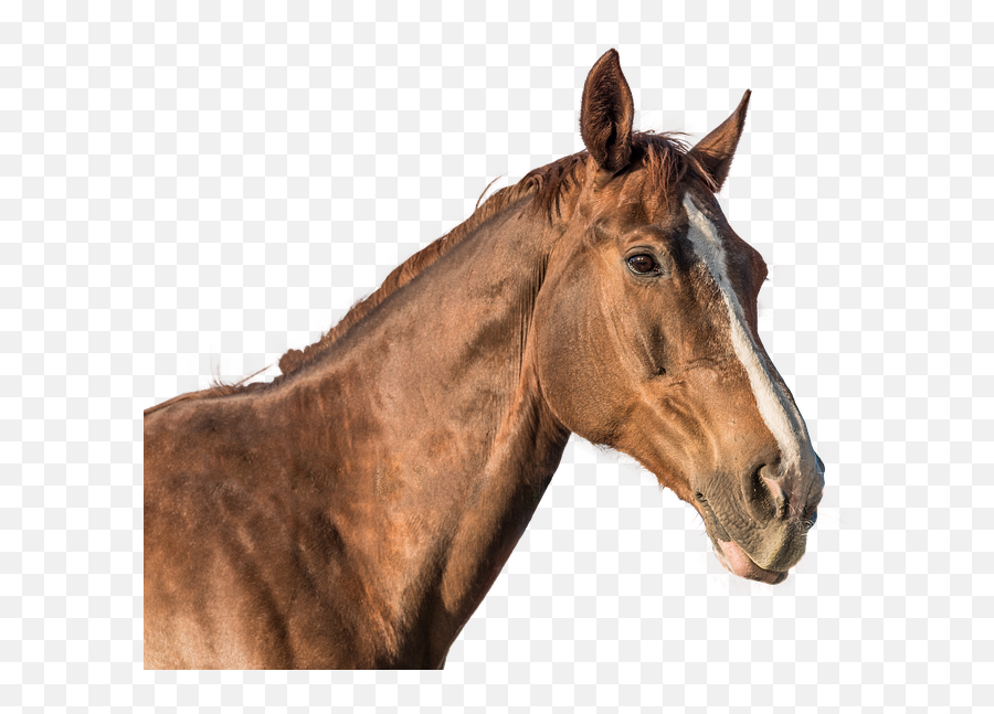 Horse Head Cut Out - Horse Head Cut Out Png,Horse Head Png