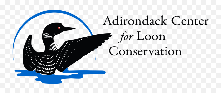 Adirondack Center For Loon Conservation - Loon Illustration Png,18 Png