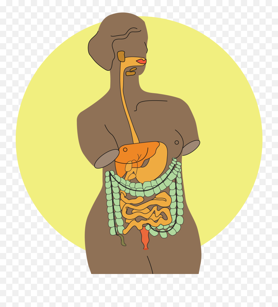 Your Digestive System U2014 Womanly Magazine Png