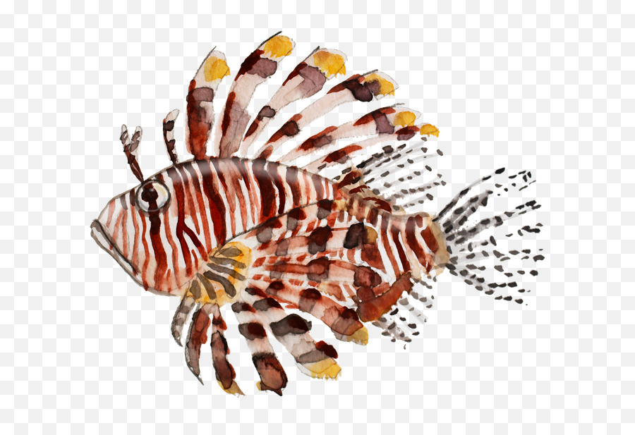 Lionfish Sticker By Colleen Davis - White Background 3x3 Red Lionfish Png,Bob Morley Gif Icon