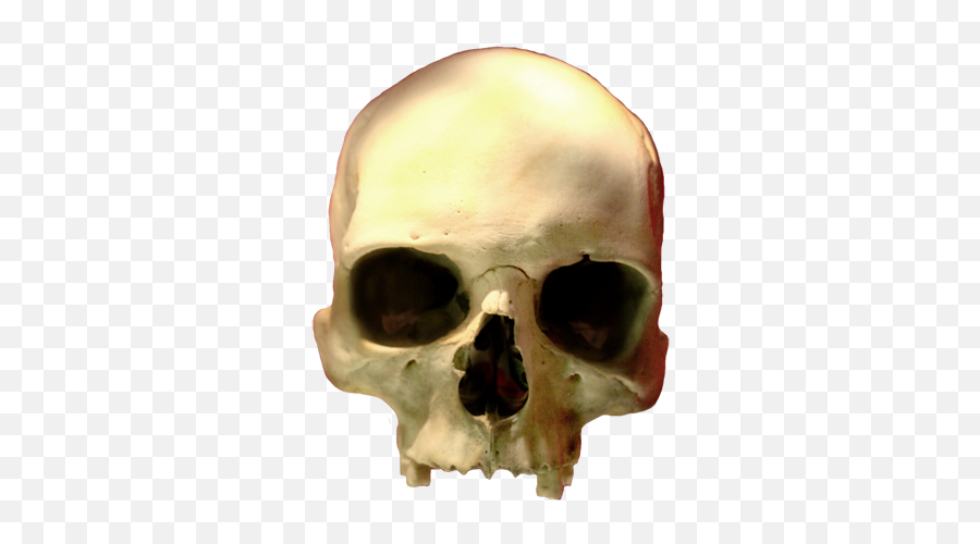 Cool Skull Clip Art And Funny - Realistic Skull Head Png,Skull Png Transparent