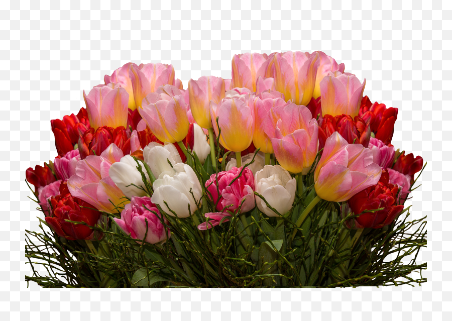 Tulip - Flowerfreepngtransparentimagesfreedownload Png,Tulip Transparent
