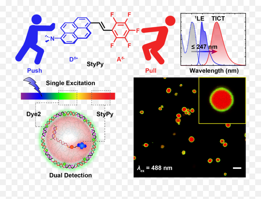 A Modular Fluorescent Probe For Viscosity And Png Flourecent Icon Circle