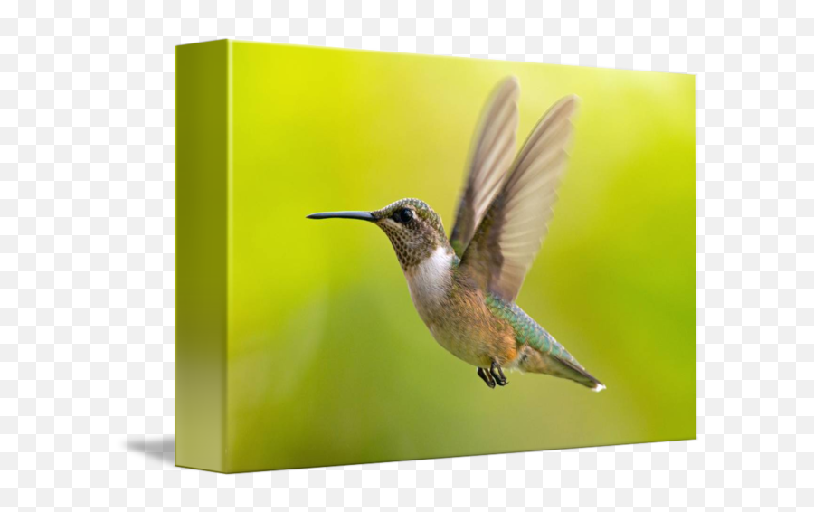 Rubythroated Hummingbird Hovering By Phil Fowler - Hummingbird Png,Hummingbird Transparent