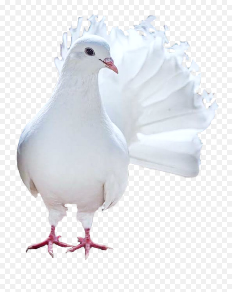 Bird Birdstickers Birds Pegion Pigeons Pigeon White Whi - White Pigeon Photo Editing Png,Pigeon Png