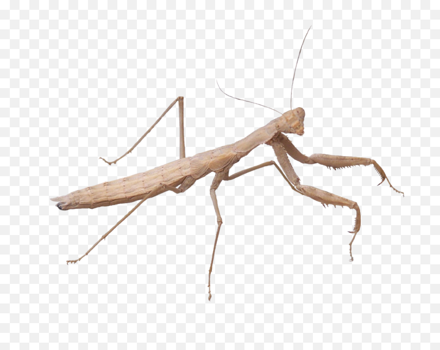 Mantis Png Download Image With - Stick Insect Png,Mantis Png