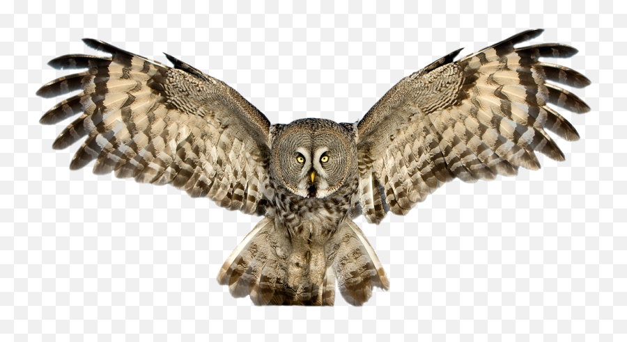 Transparent Hd Of An Owl - Owl Png,Owl Transparent