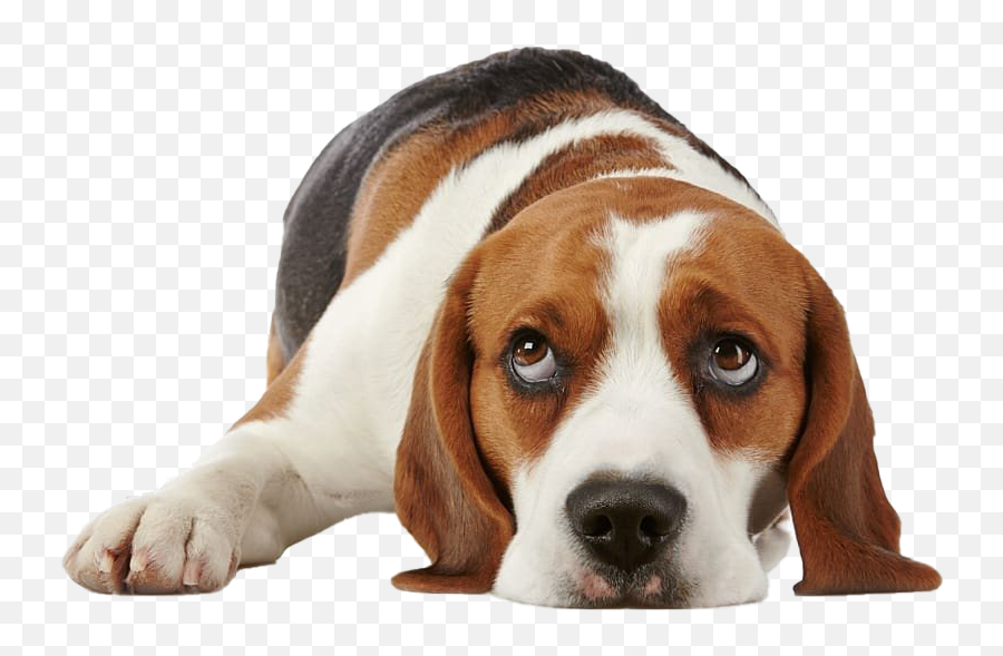 Beagle Png Free Image - Imagen De Un Perrito Triste,Beagle Png