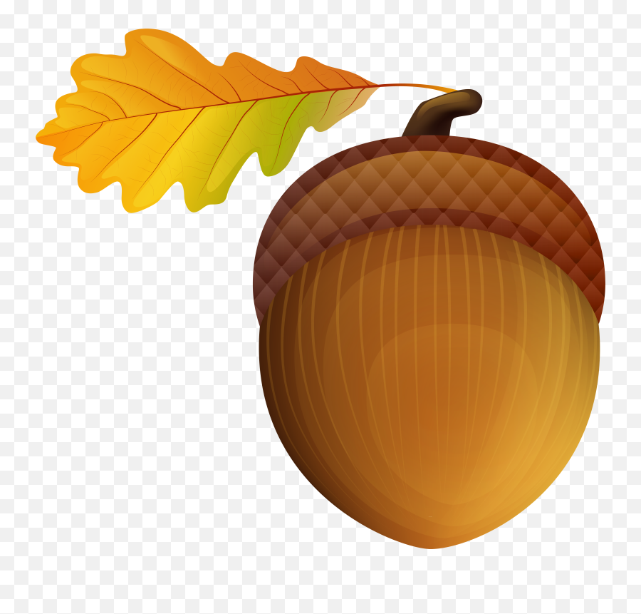 Acorn Vector Freeuse Stock Transparent Png Background