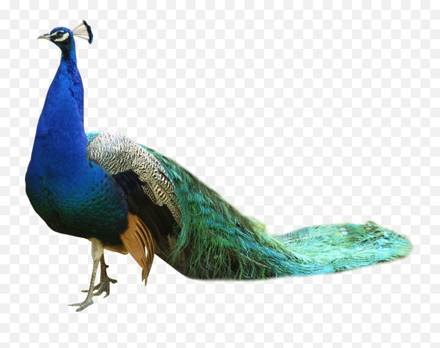 Transparent Peacock Hd - Peacock Png,Peacock Png